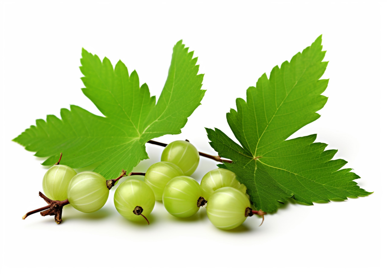 White background with green gooseberry fruit , gooseberry fruit image