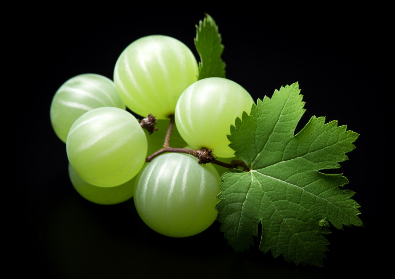 Green gooseberries on a branch, gooseberry fruit image