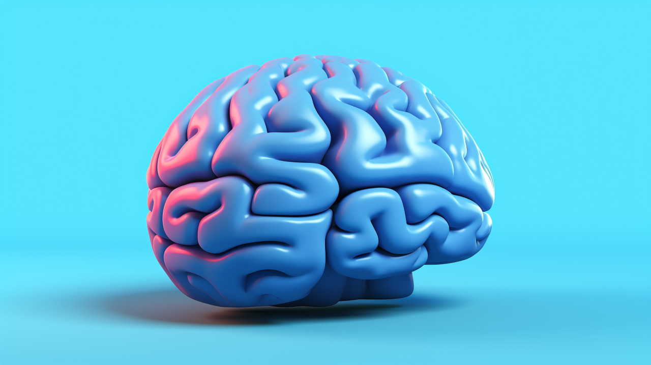 Brain model on blue background, human brain image