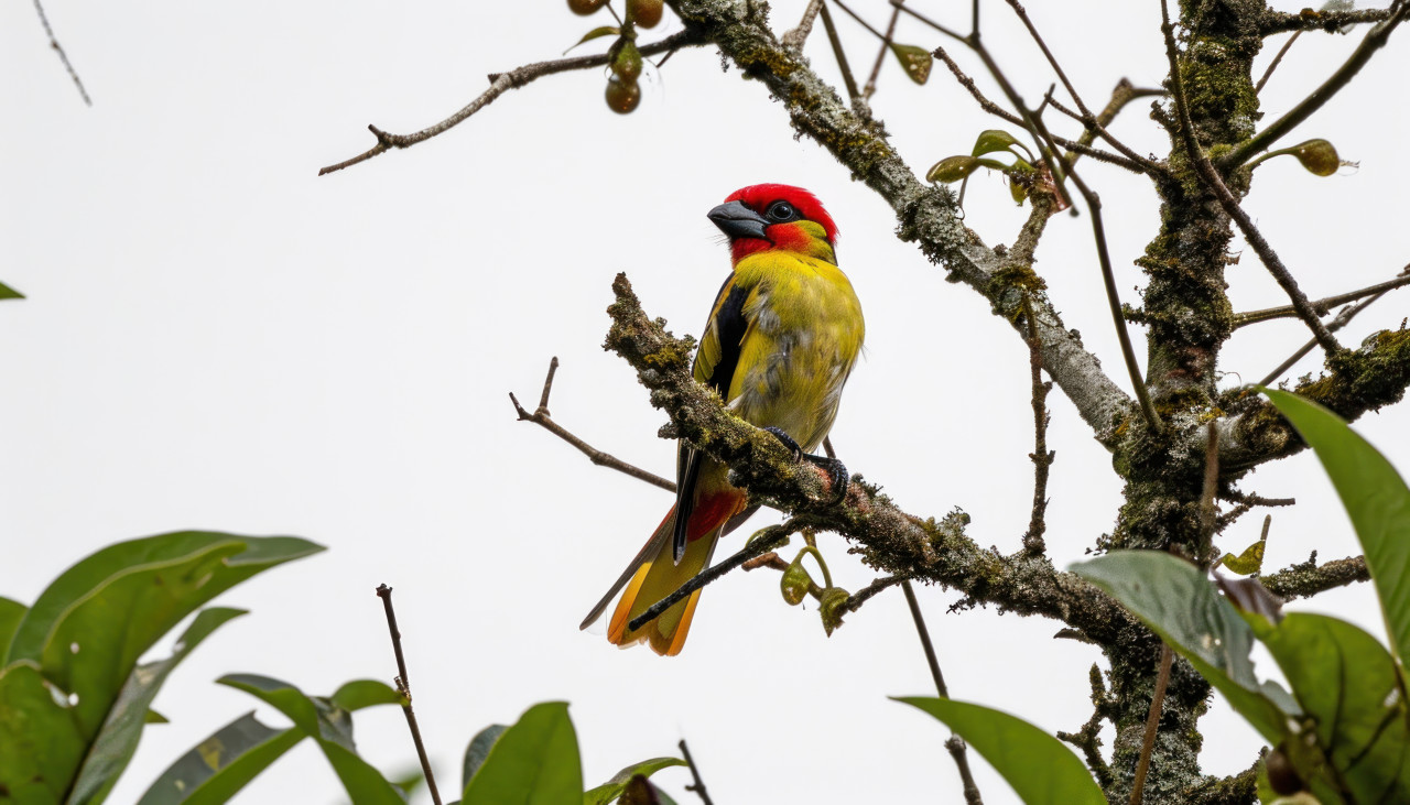 A beautiful red and yellow barbet bird captured in the wild, baby animals concept