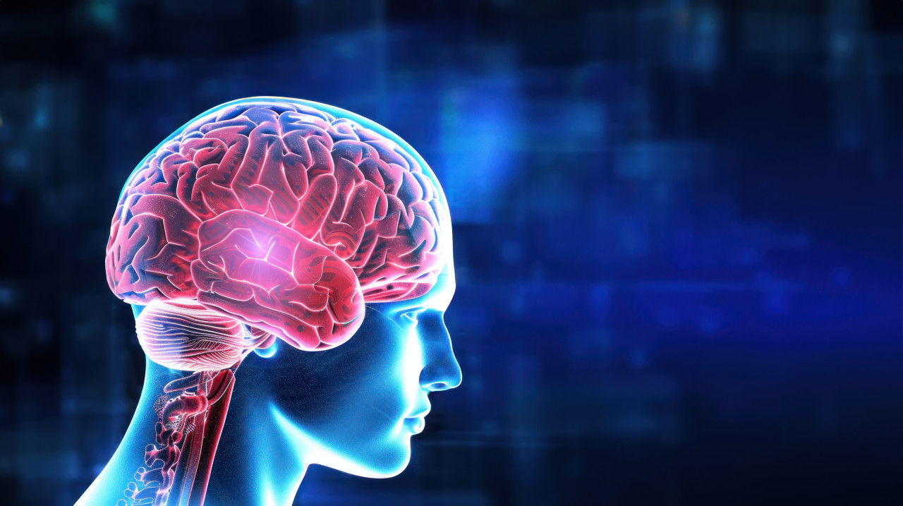 A detailed illustration of the human brain highlighting its structure and functions in an educational setting symbolizing knowledge and learning