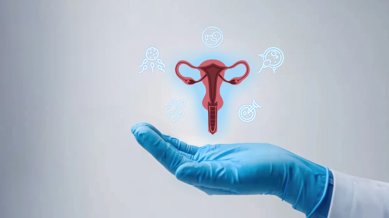 Doctor gloved hand holding illustration of female uterus, fertility treatments, uterus health, women care