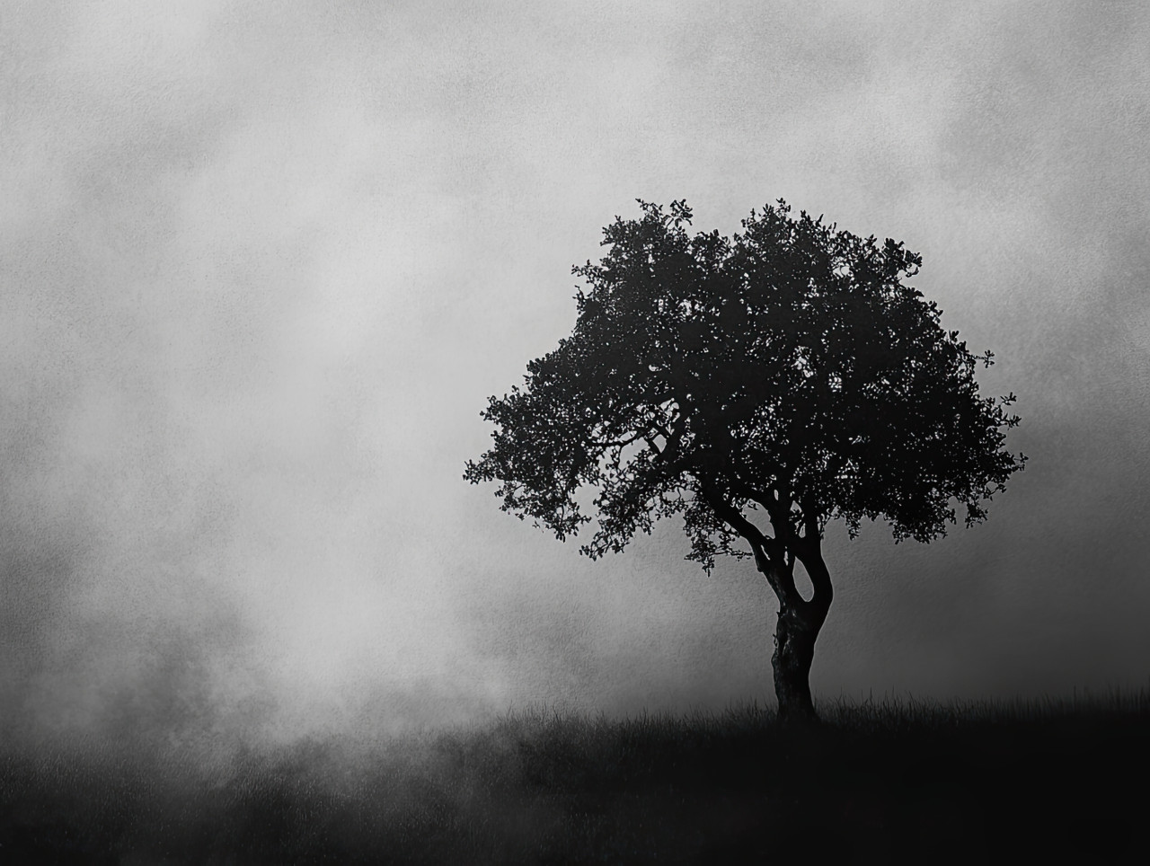 Lonely tree in grayscale standing in thick fog, branches reaching out, isolated and mysterious, moody nature scene, symbol of solitude