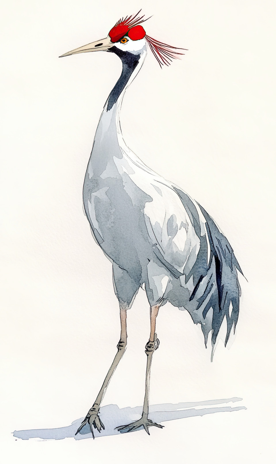 Elegant watercolor of a full-height japanese crane, light flowing lines on white space, symbol of grace, balance, and quiet strength in nature